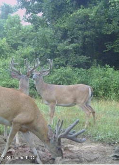 Yazoo River Hunting Tract 78.16 Acres