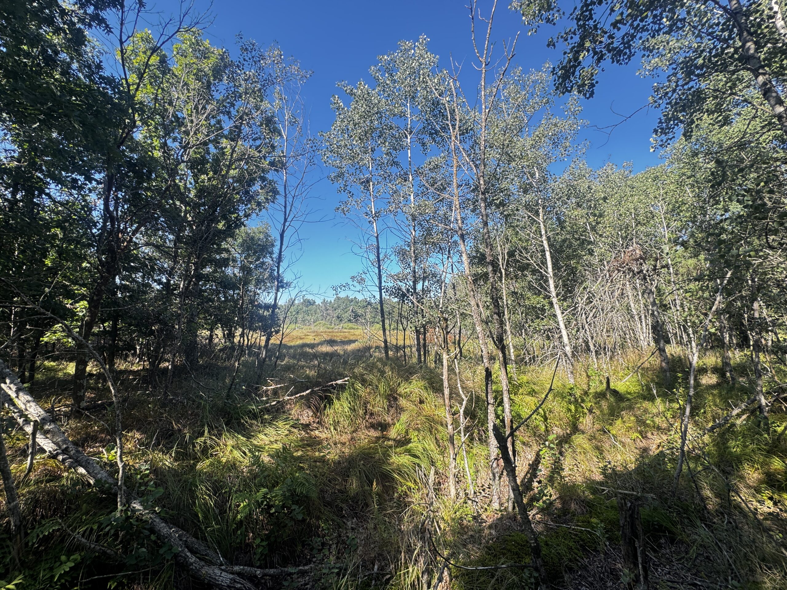 80-acre timber tract in Adams County