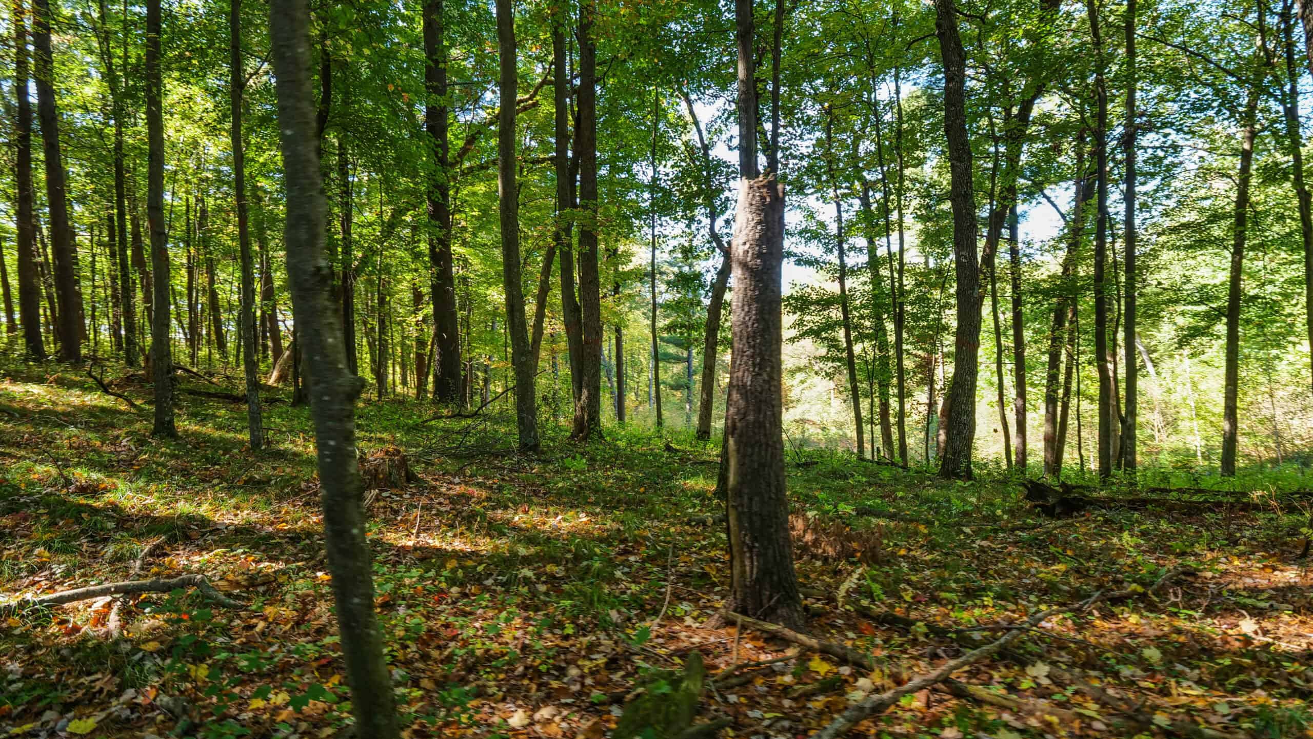 An outdoor paradise in Waupaca County WI