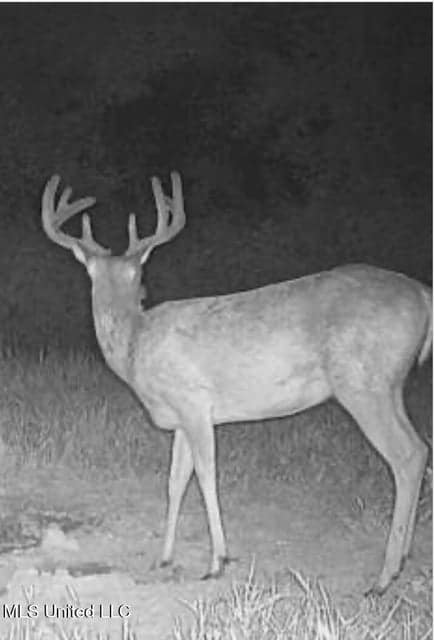 Yazoo River Hunting Tract 78.16 Acres