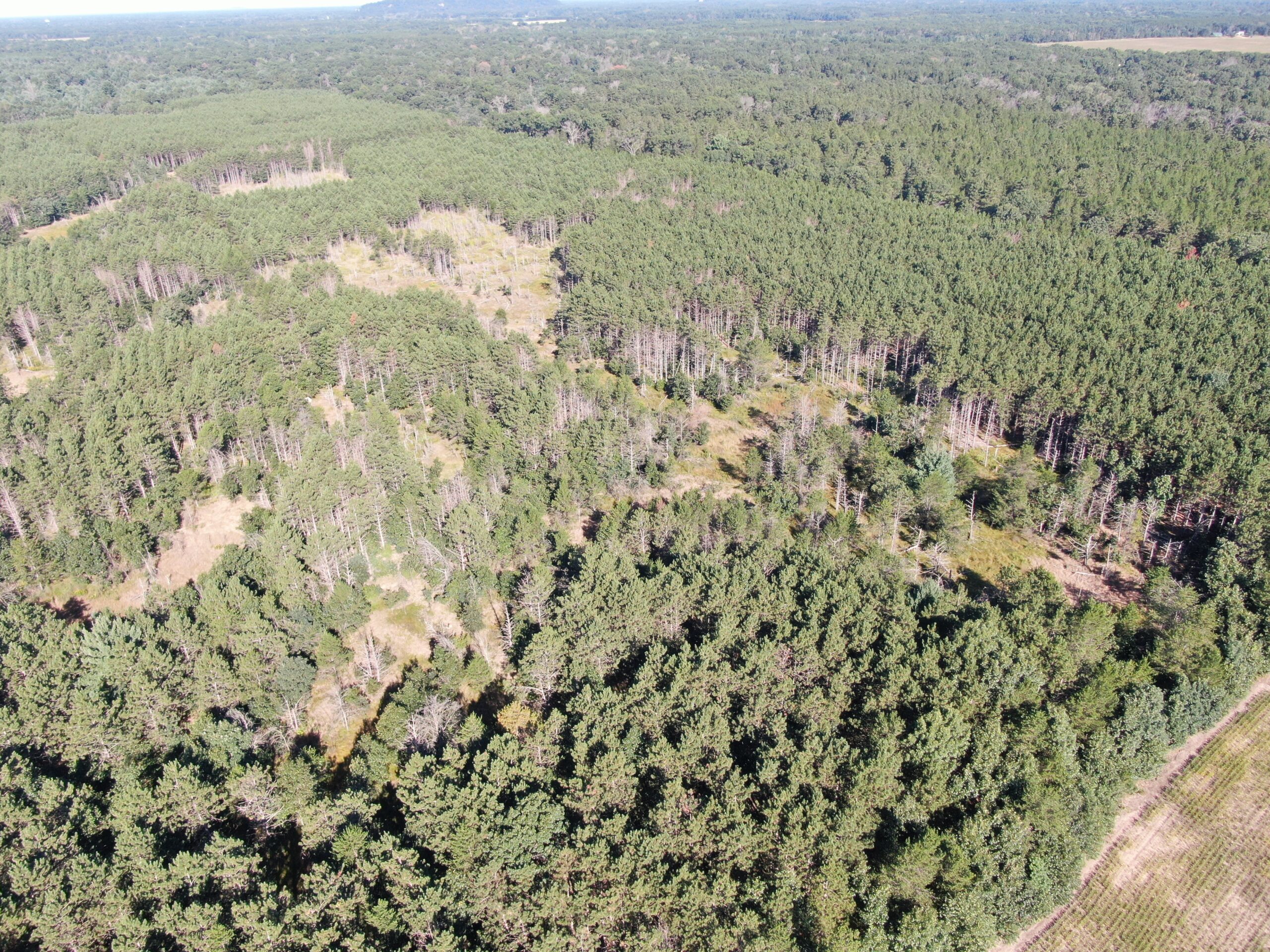 80-acre timber tract in Adams County