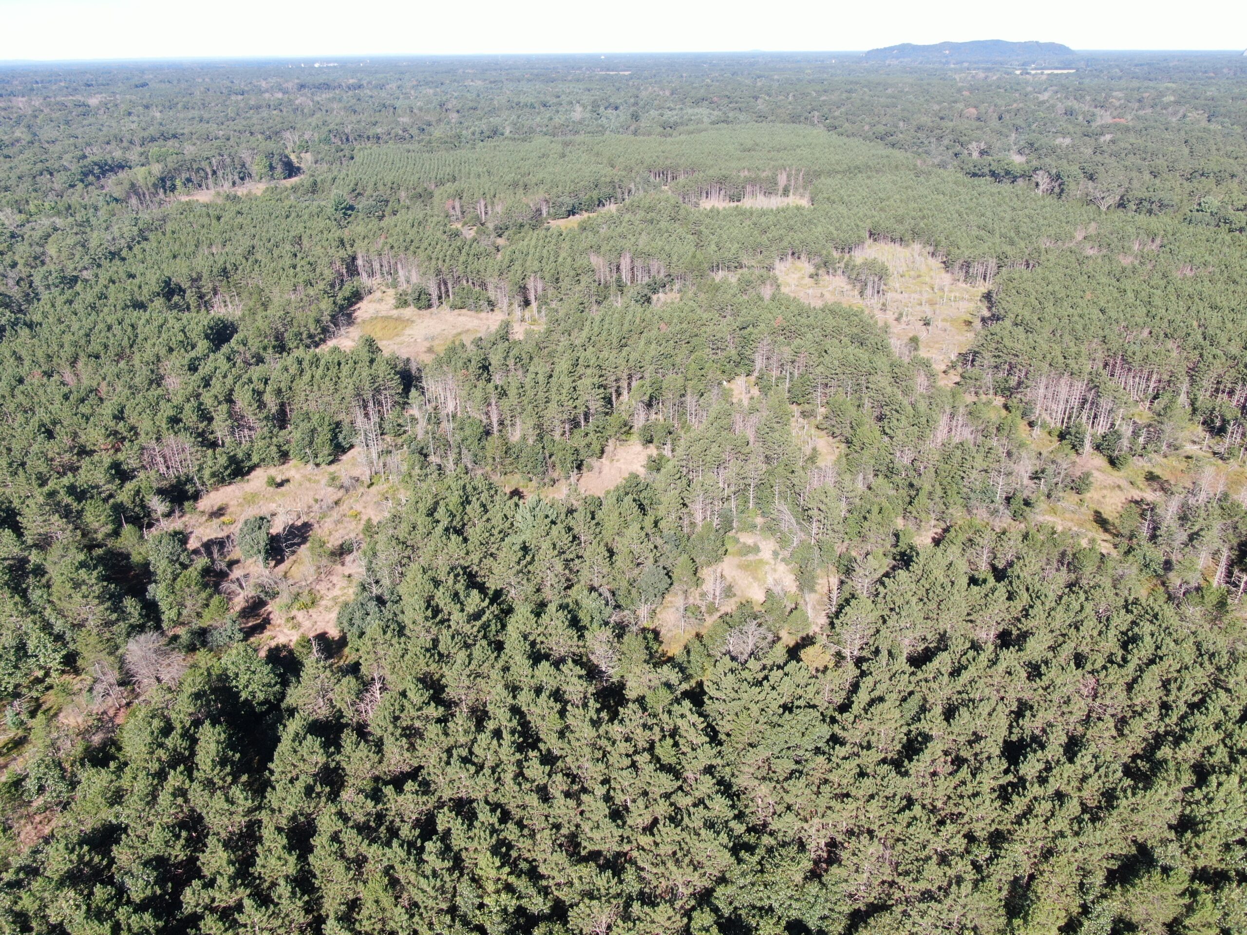 80-acre timber tract in Adams County