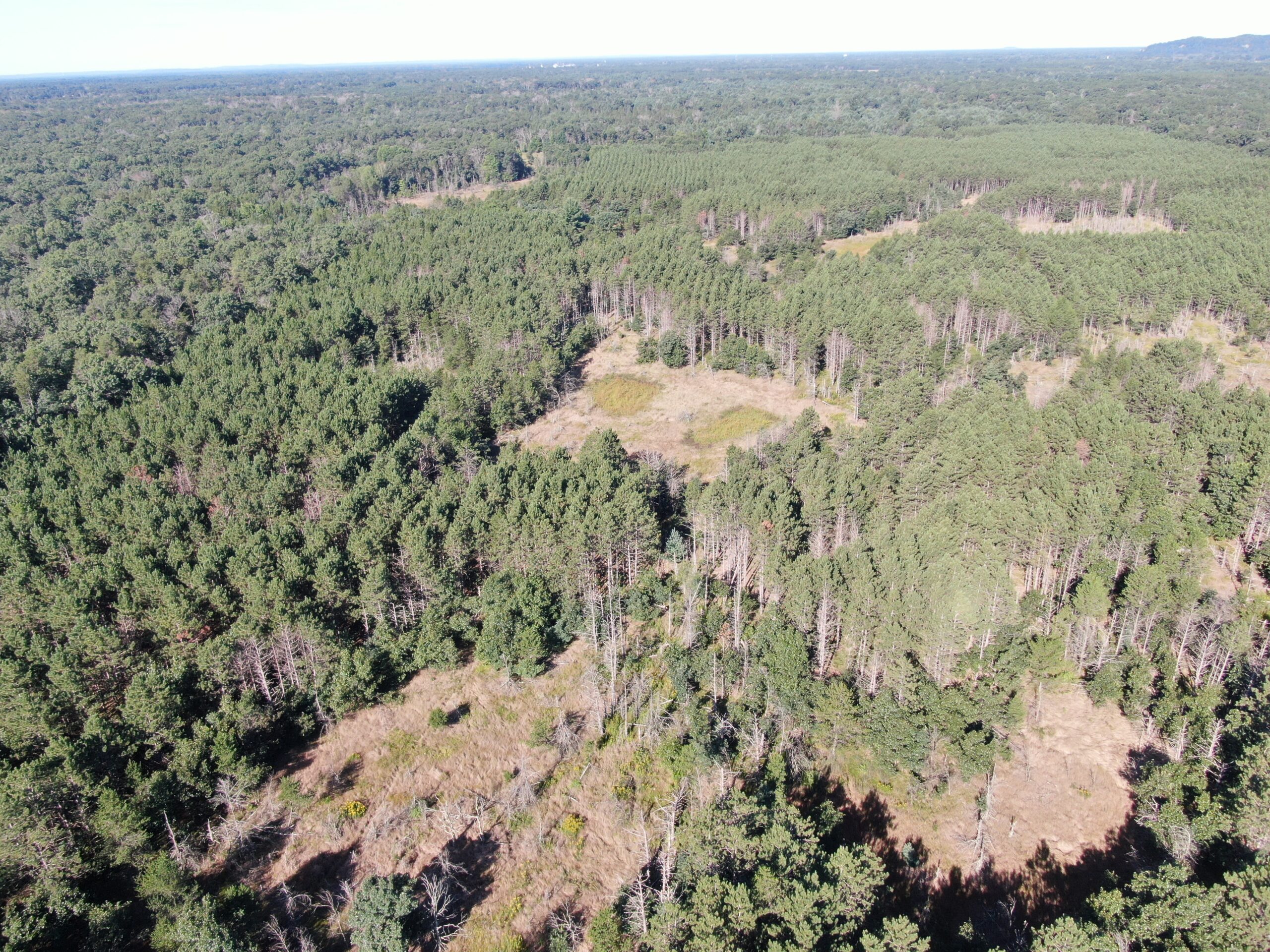 80-acre timber tract in Adams County