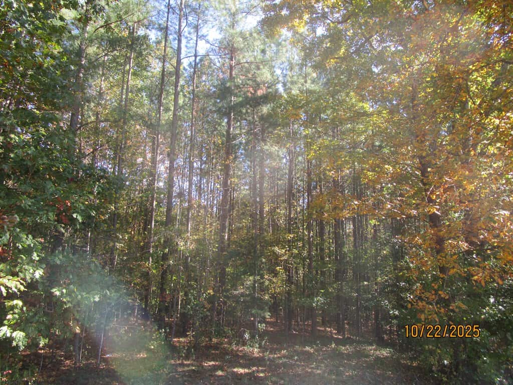 38 Acre Hunting Land for Sale in Southern VA