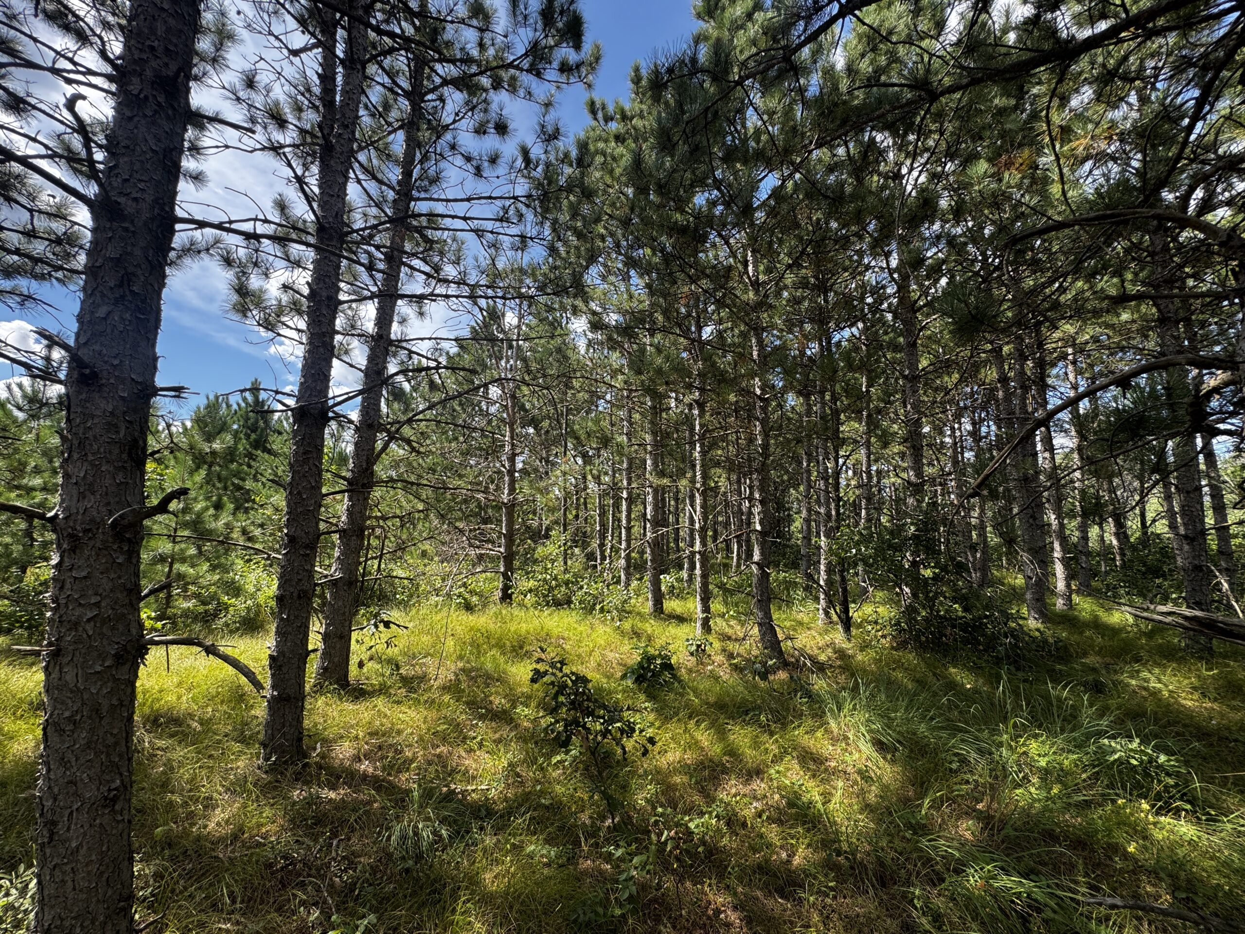 40-acre timber tract in Adams County
