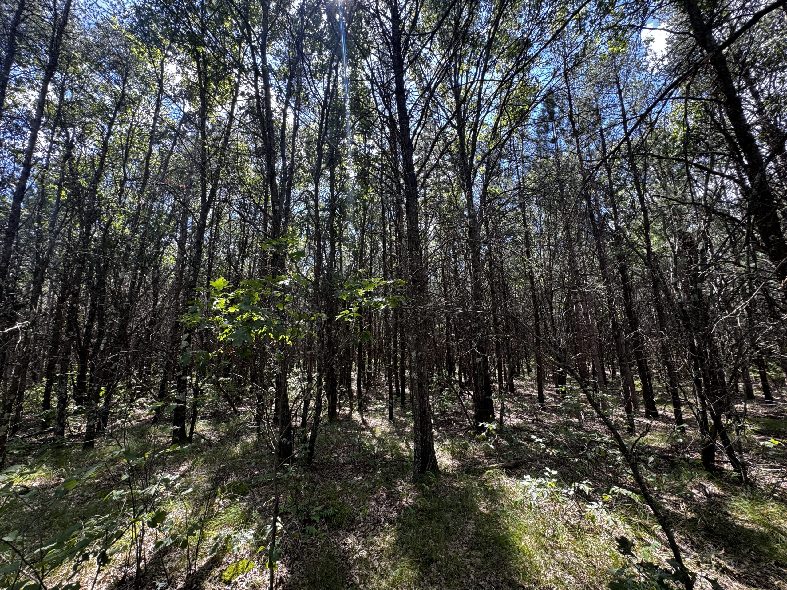 40-acre timbered tract in the Town of Big Flats