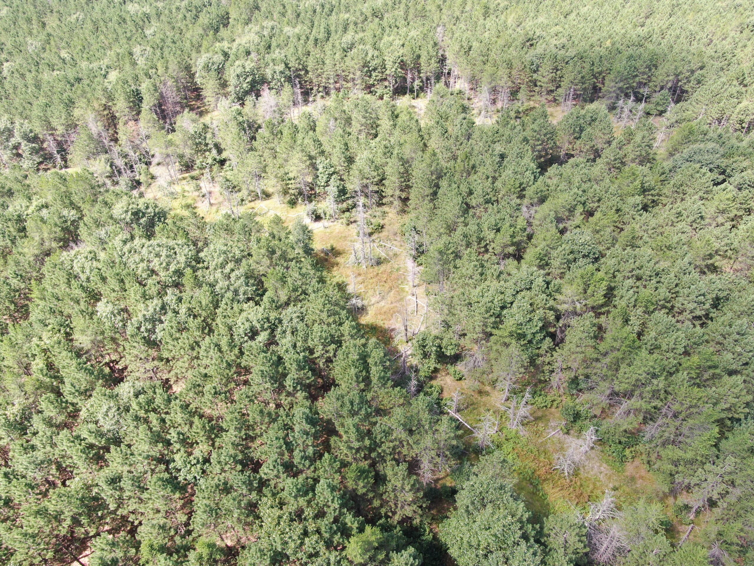 80-acre timber tract in the Town of Big Flats