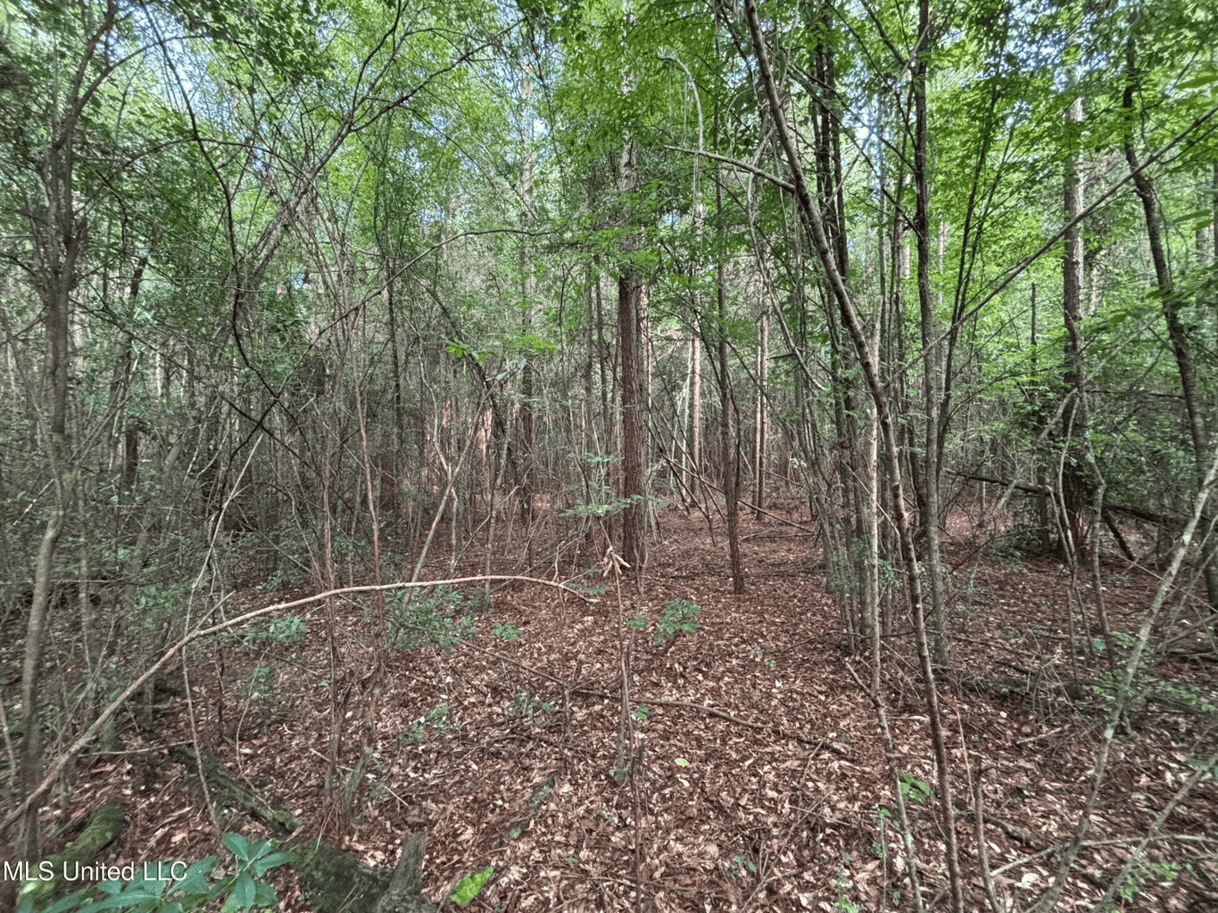 48 Acres for Sale in Jones County, MS Ellisvillle, MS