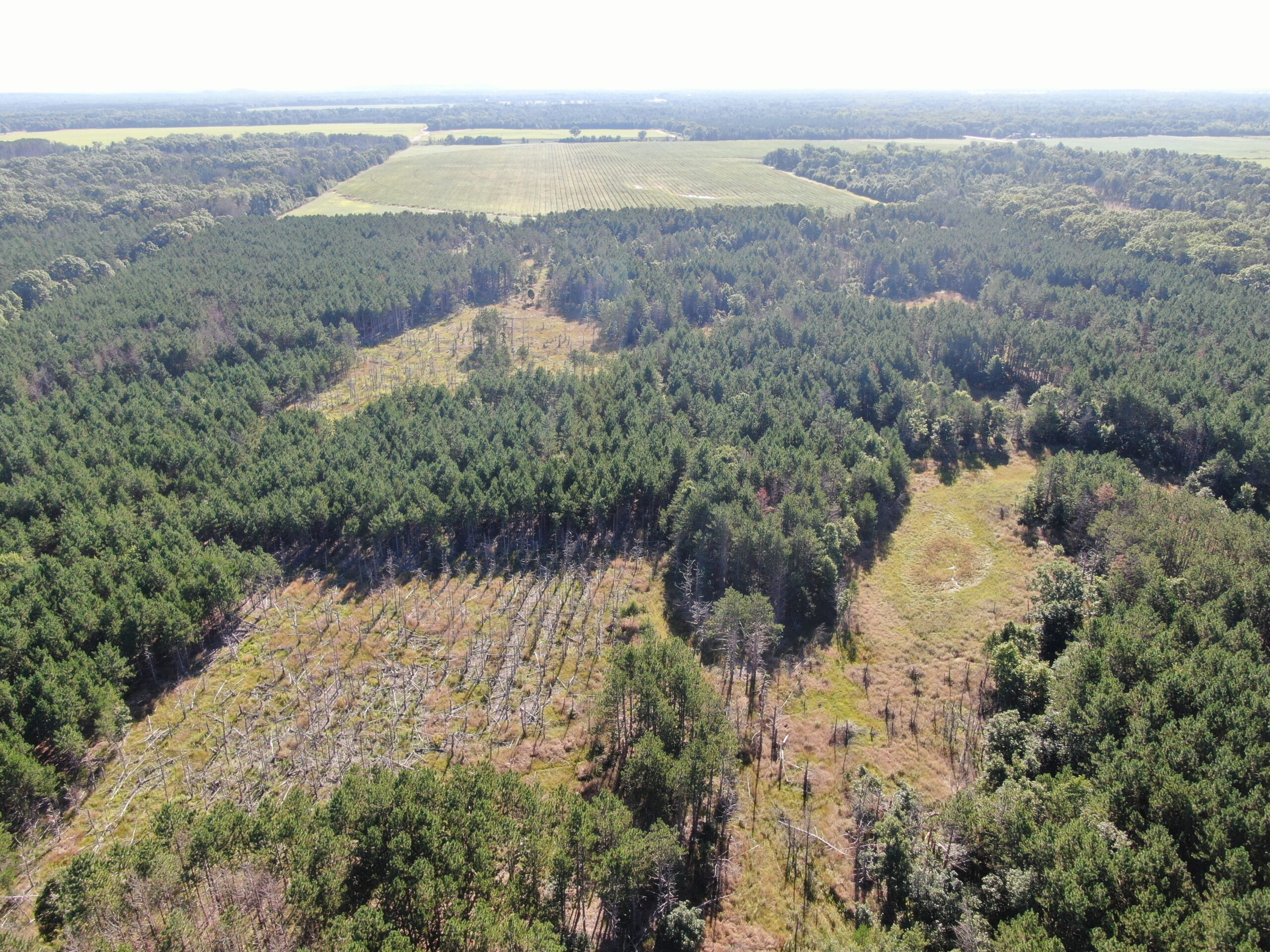 80-acre timber tract in Adams County