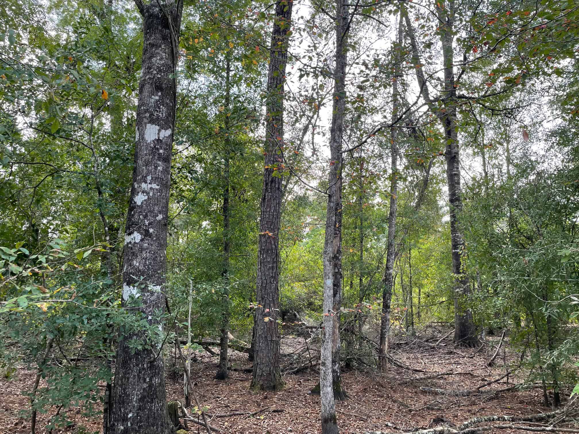 40 Acres Beauregaurd Parish LA