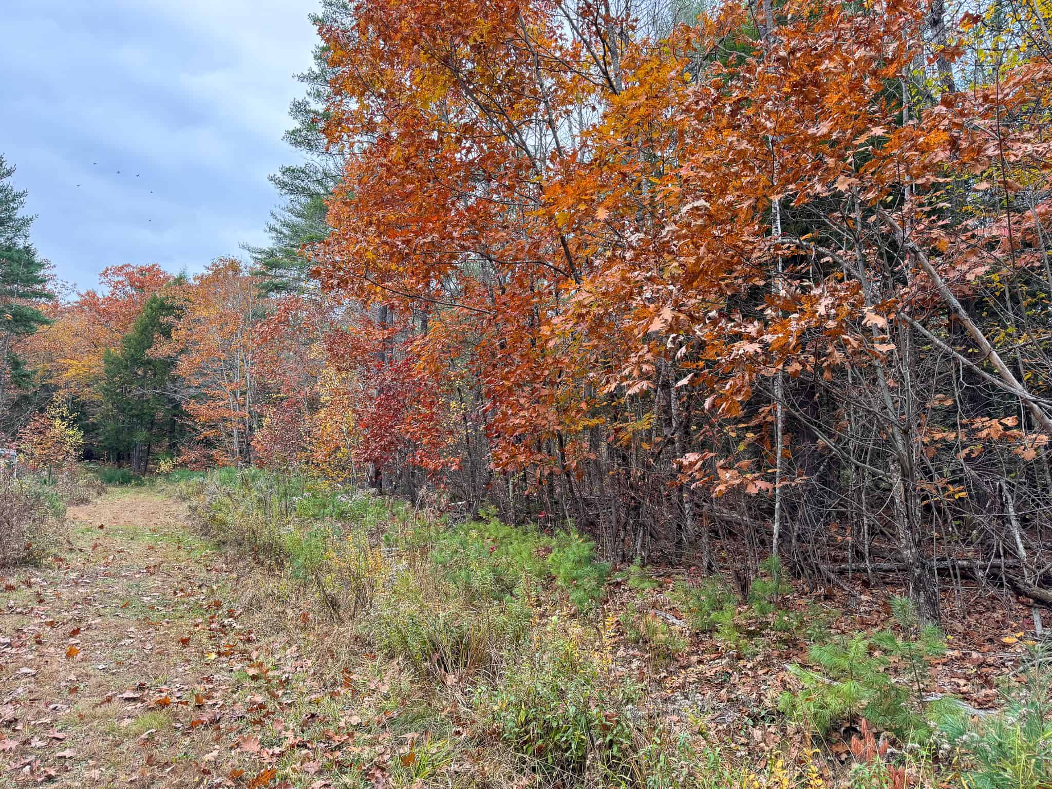 10 Acre Acreage on Quiet Dead End Road