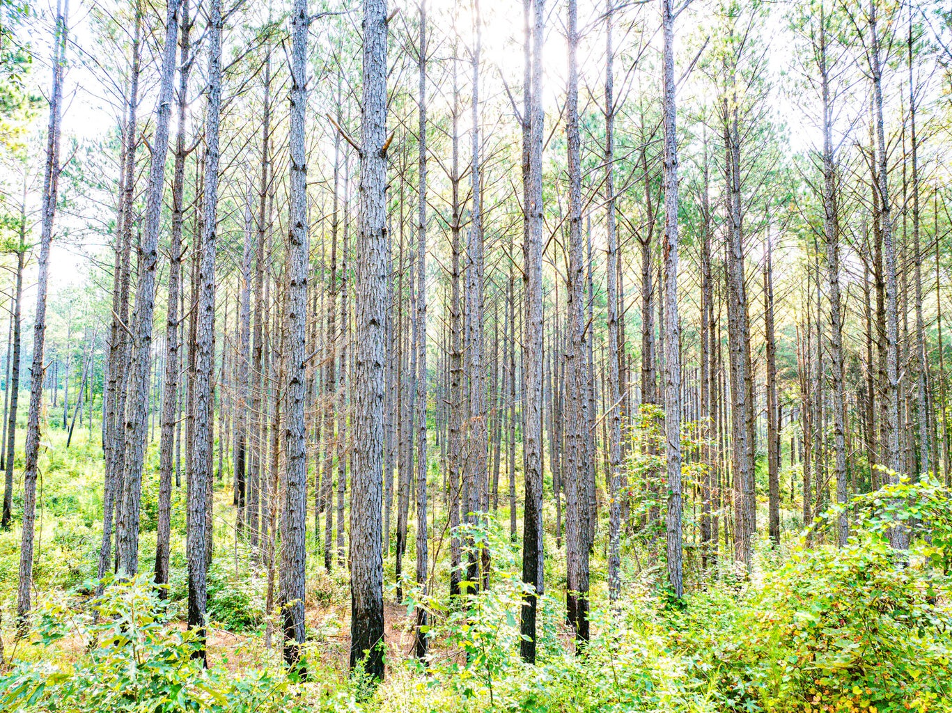 701 Acre Timber & Hunting Land Prentiss Co MS
