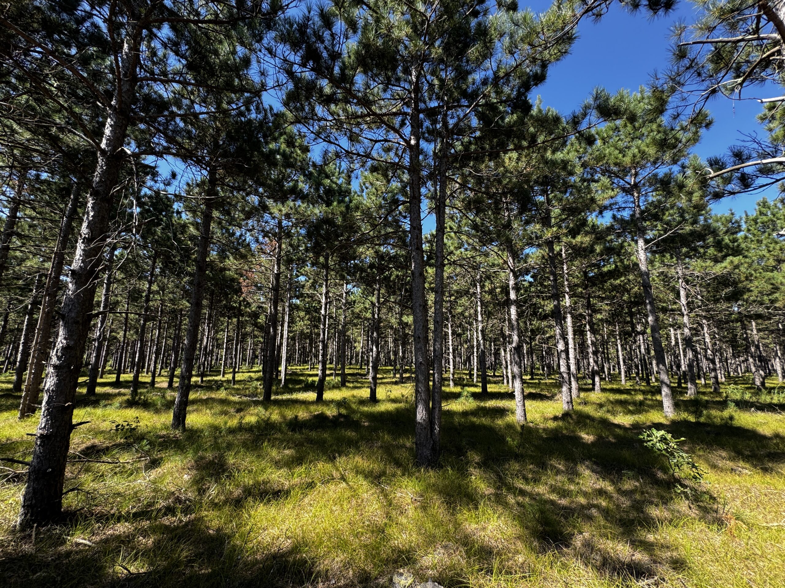 40-acre wooded parcel in the Town of Rome