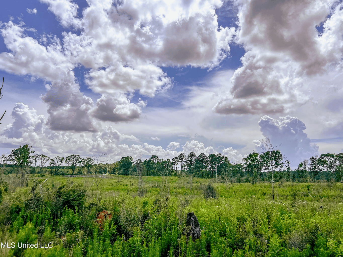 Land for Sale in Amite County, MS