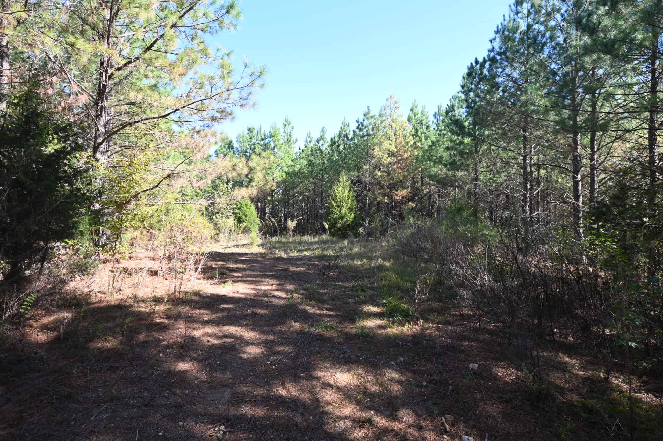79.49 Acres Hunting and Timberland For Sale in Linden, TN