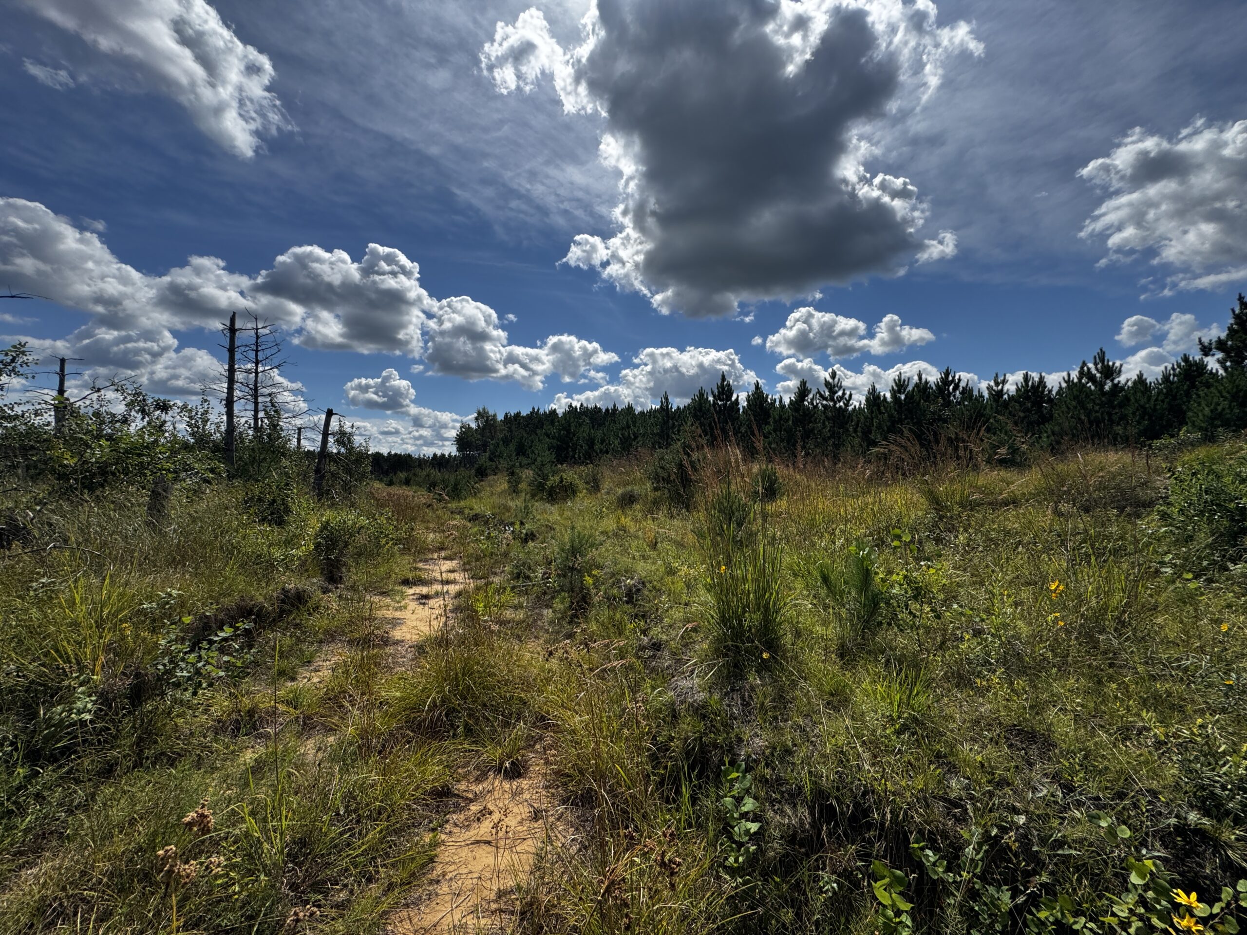 40-acre timber tract in Adams County