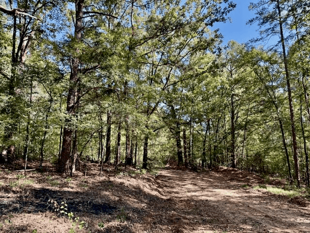 650 Acres Timberland and Lake Site Calhoun County MS