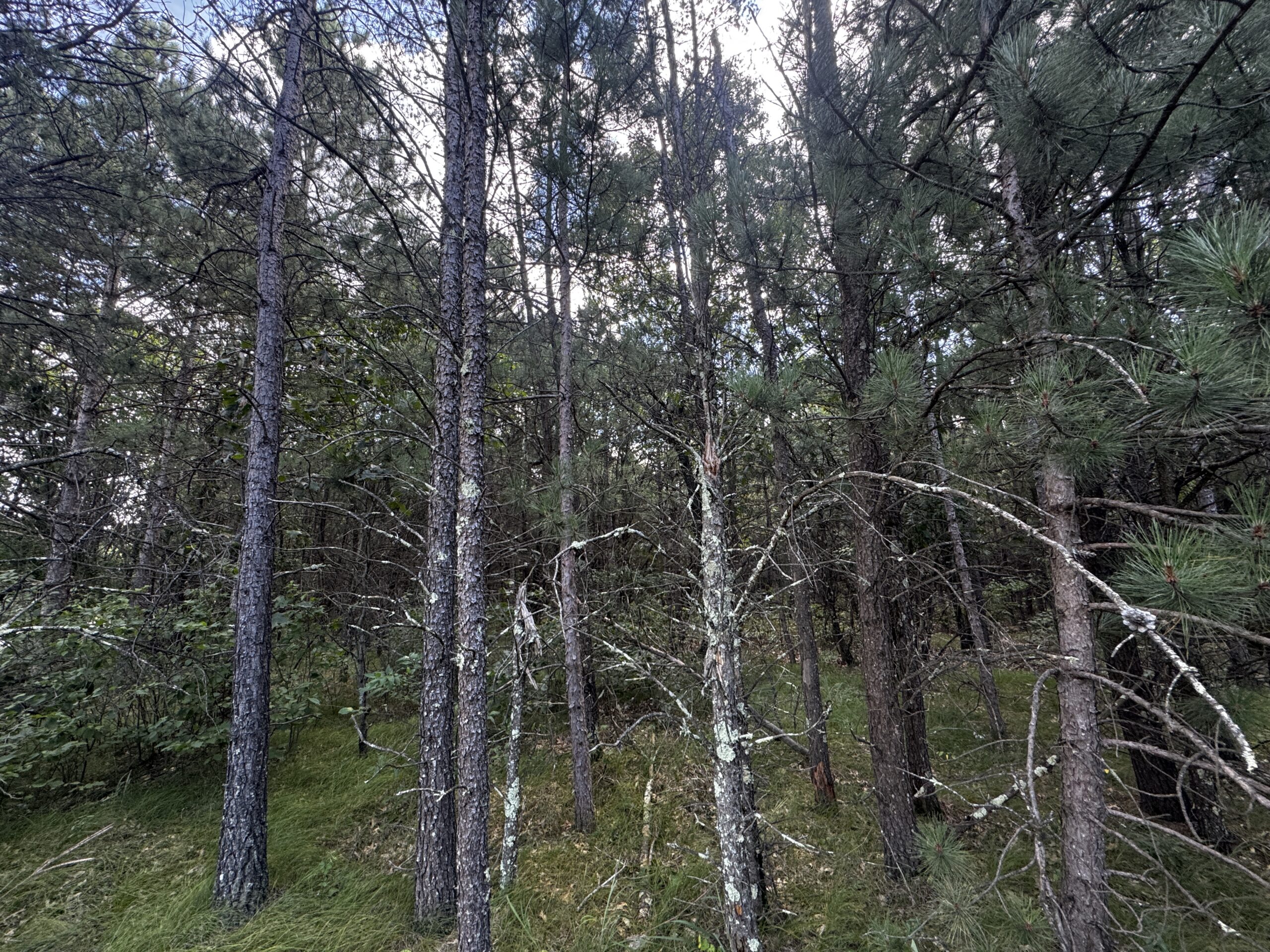 40-acre corner parcel in the Town of Big Flats, Adams County