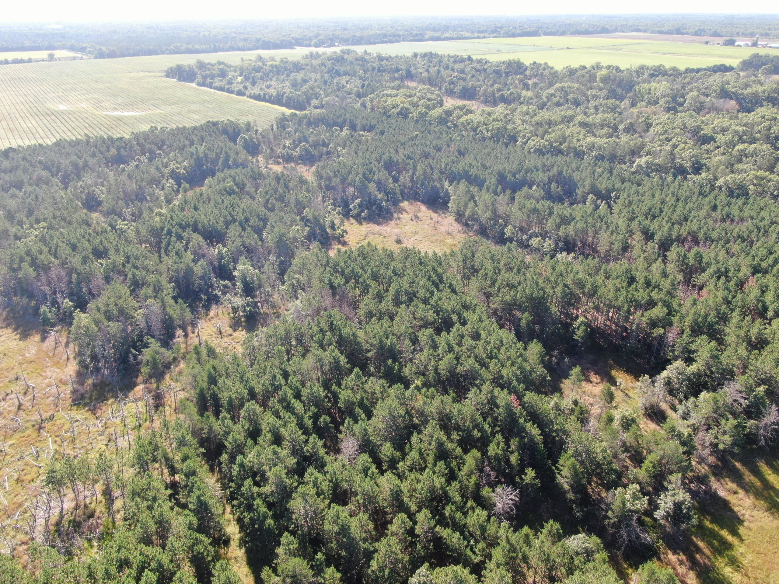 80-acre timber tract in Adams County