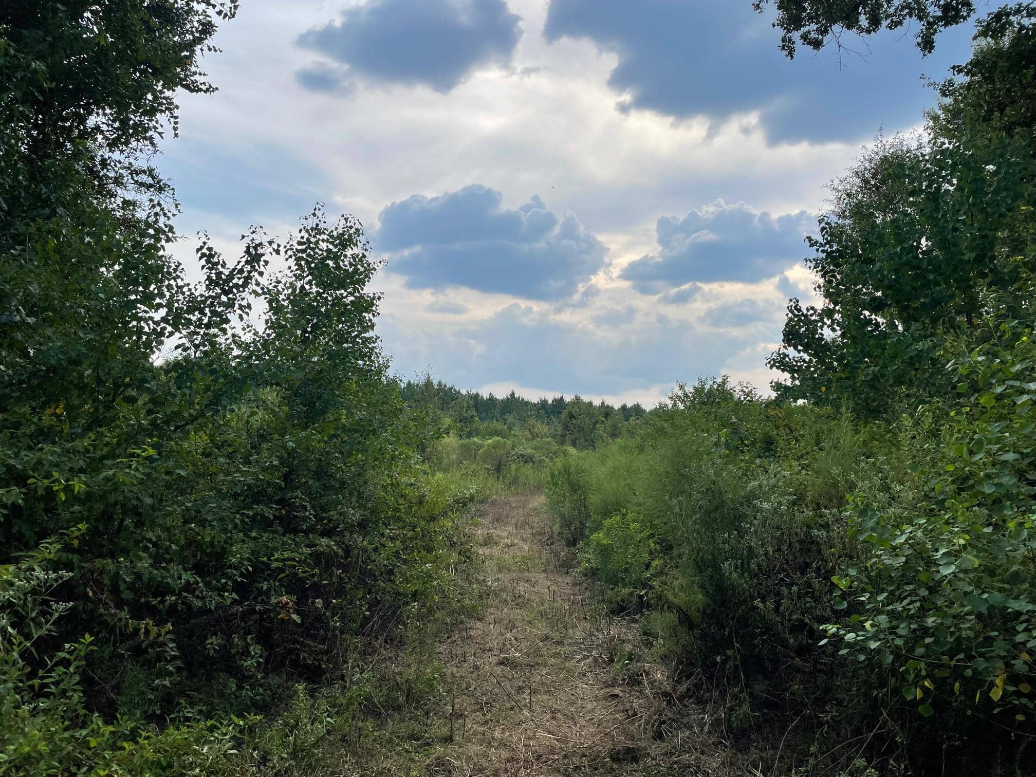 40 Acres Beauregaurd Parish LA