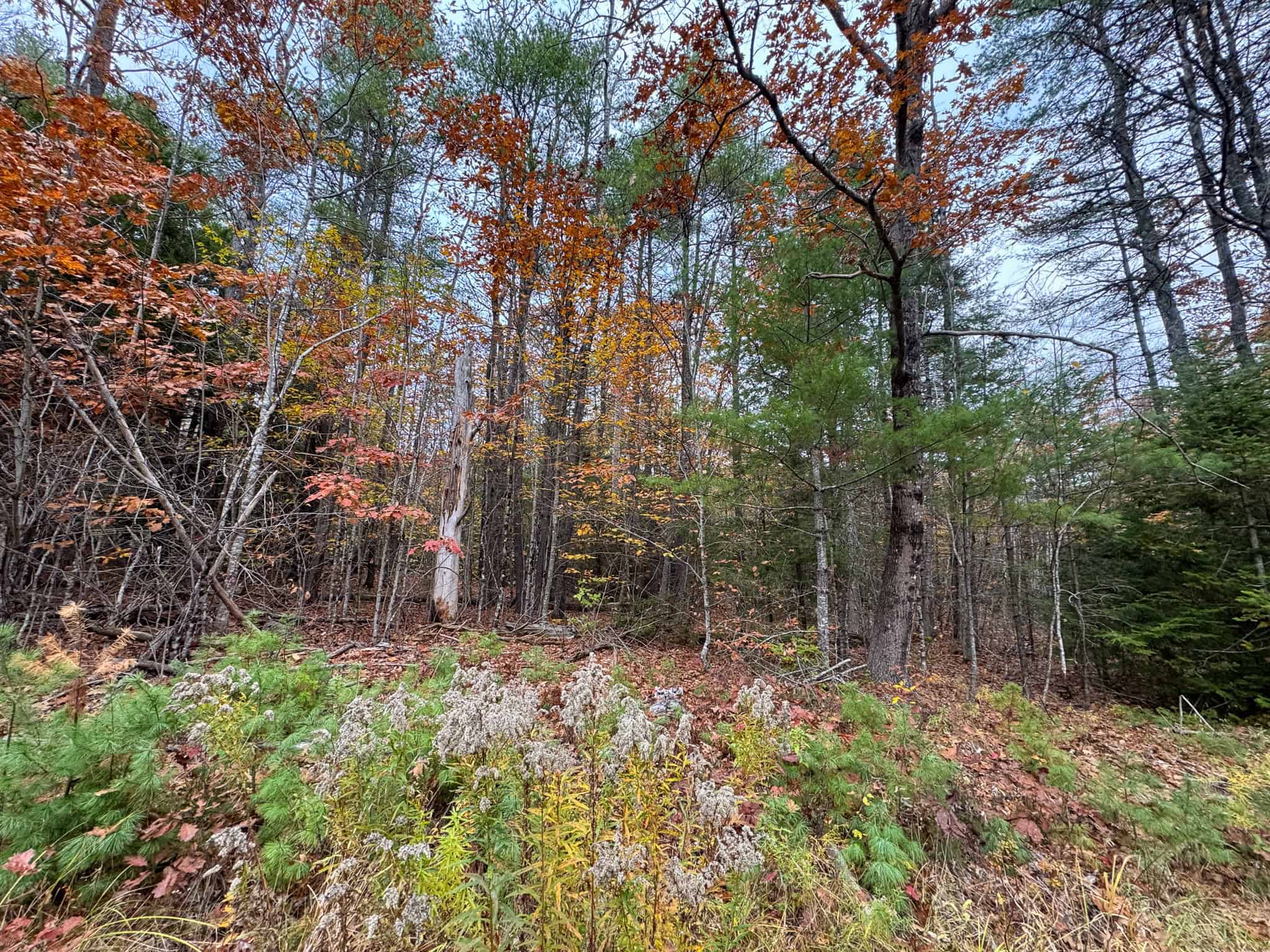 10 Acre Acreage on Quiet Dead End Road