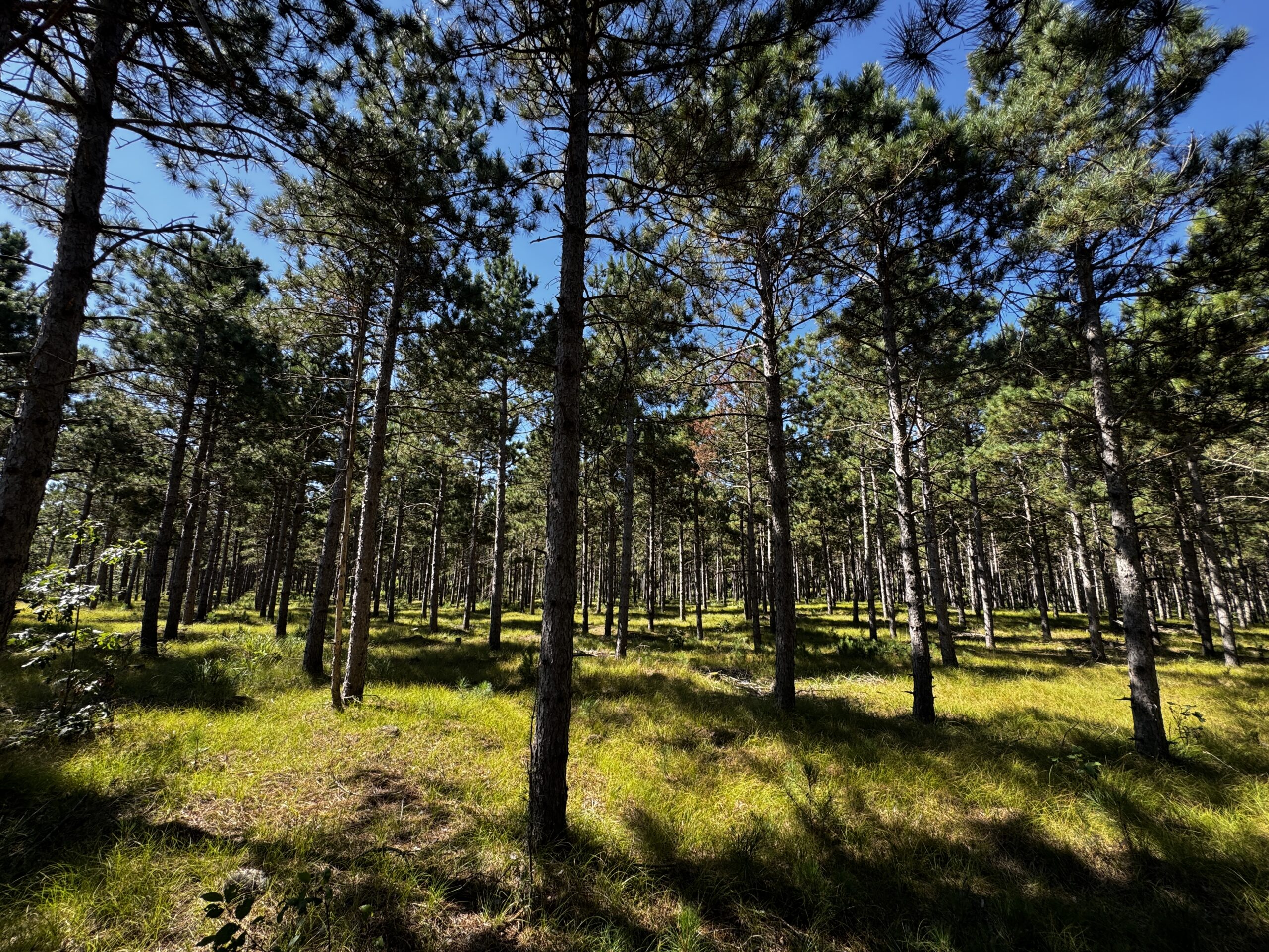 40-acre wooded parcel in the Town of Rome