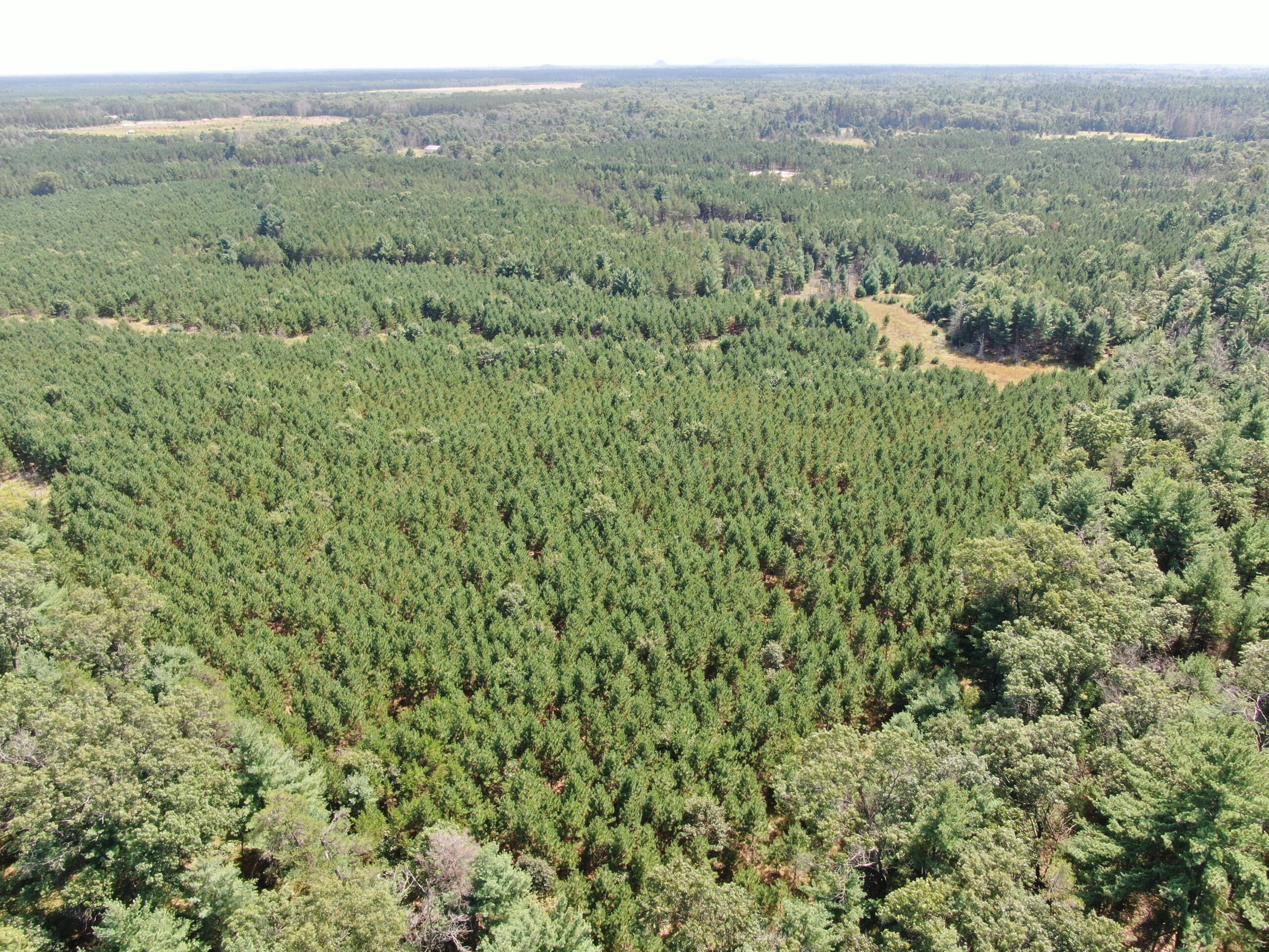 40-acre timber tract in the Town of Monroe, Adams County