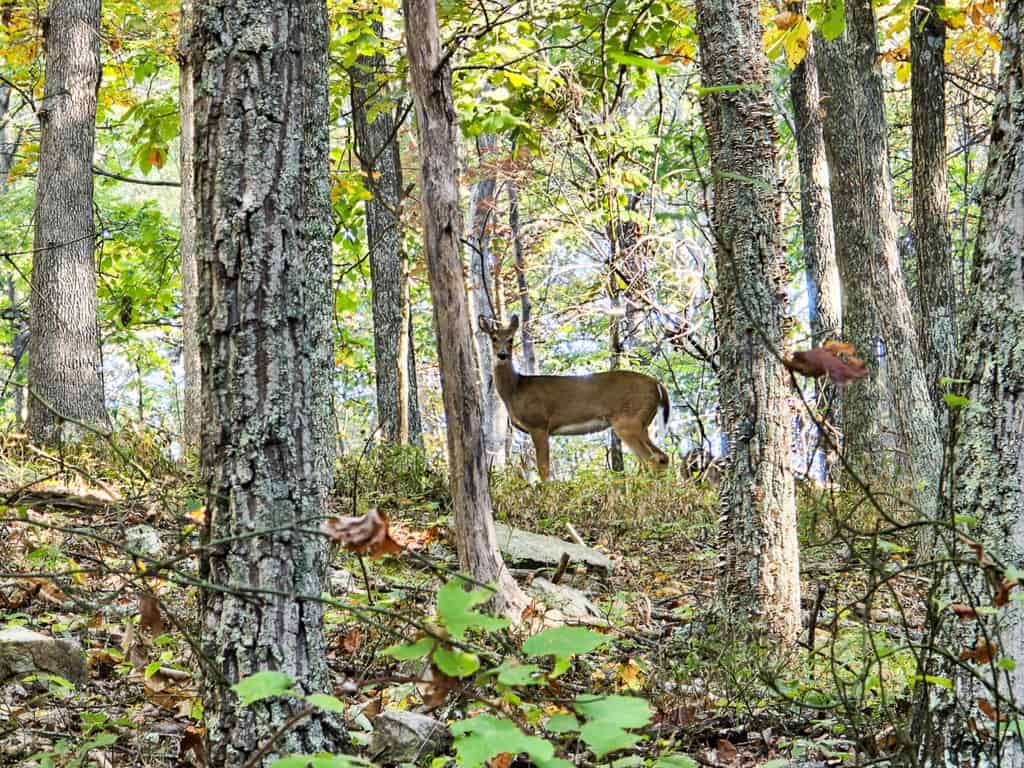 Your Ultimate 125-Acre Hunting and River Recreation Paradise