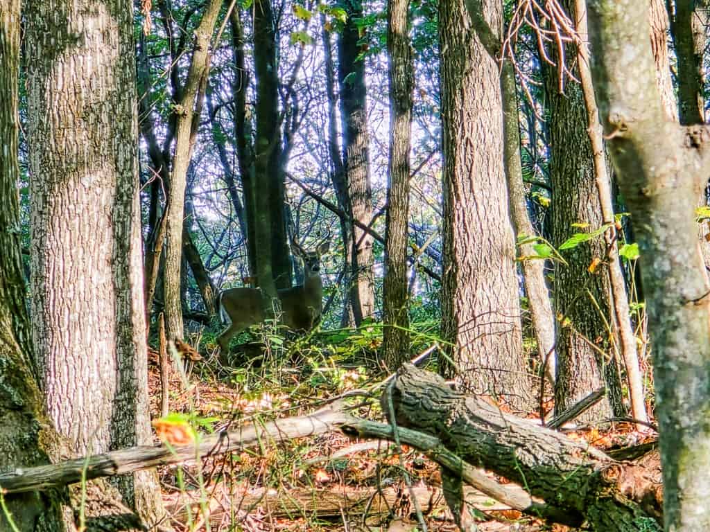 Your Ultimate 125-Acre Hunting and River Recreation Paradise
