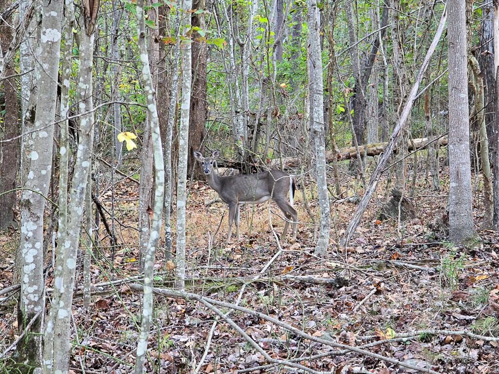 Your Ultimate 125-Acre Hunting and River Recreation Paradise