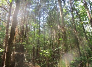 60 Ac Secluded Hunting Land In Lunenburg County, VA