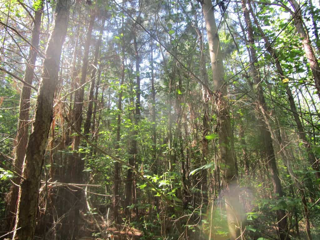 60 Ac Secluded Hunting Land In Lunenburg County, VA