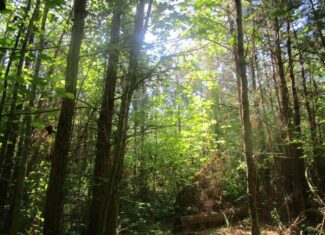 60 Ac Secluded Hunting Land In Lunenburg County, VA