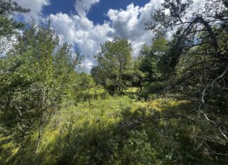 80-acre timbered tract in the Town of Big Flats, Adams County