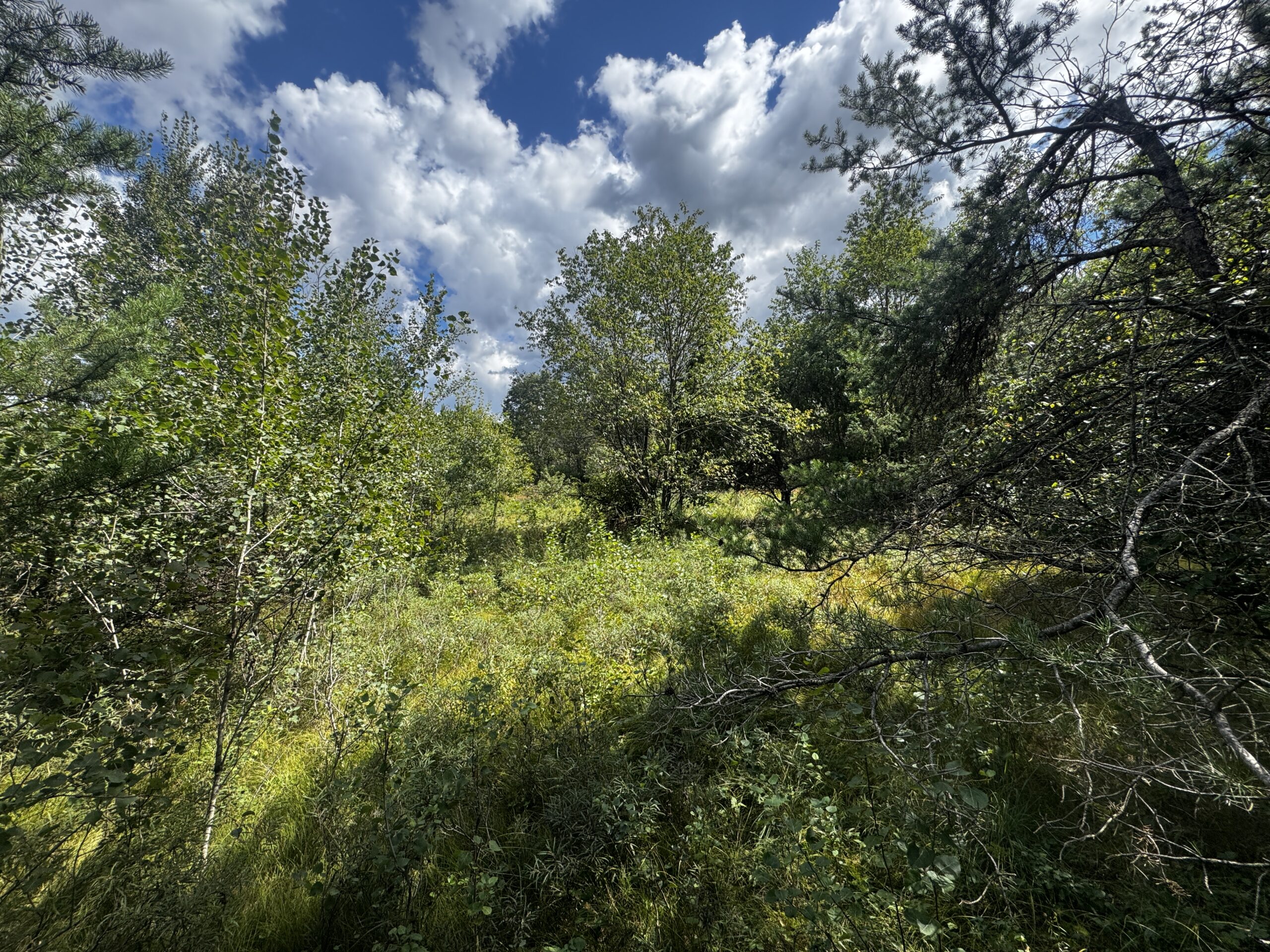 80-acre timbered tract in the Town of Big Flats, Adams County