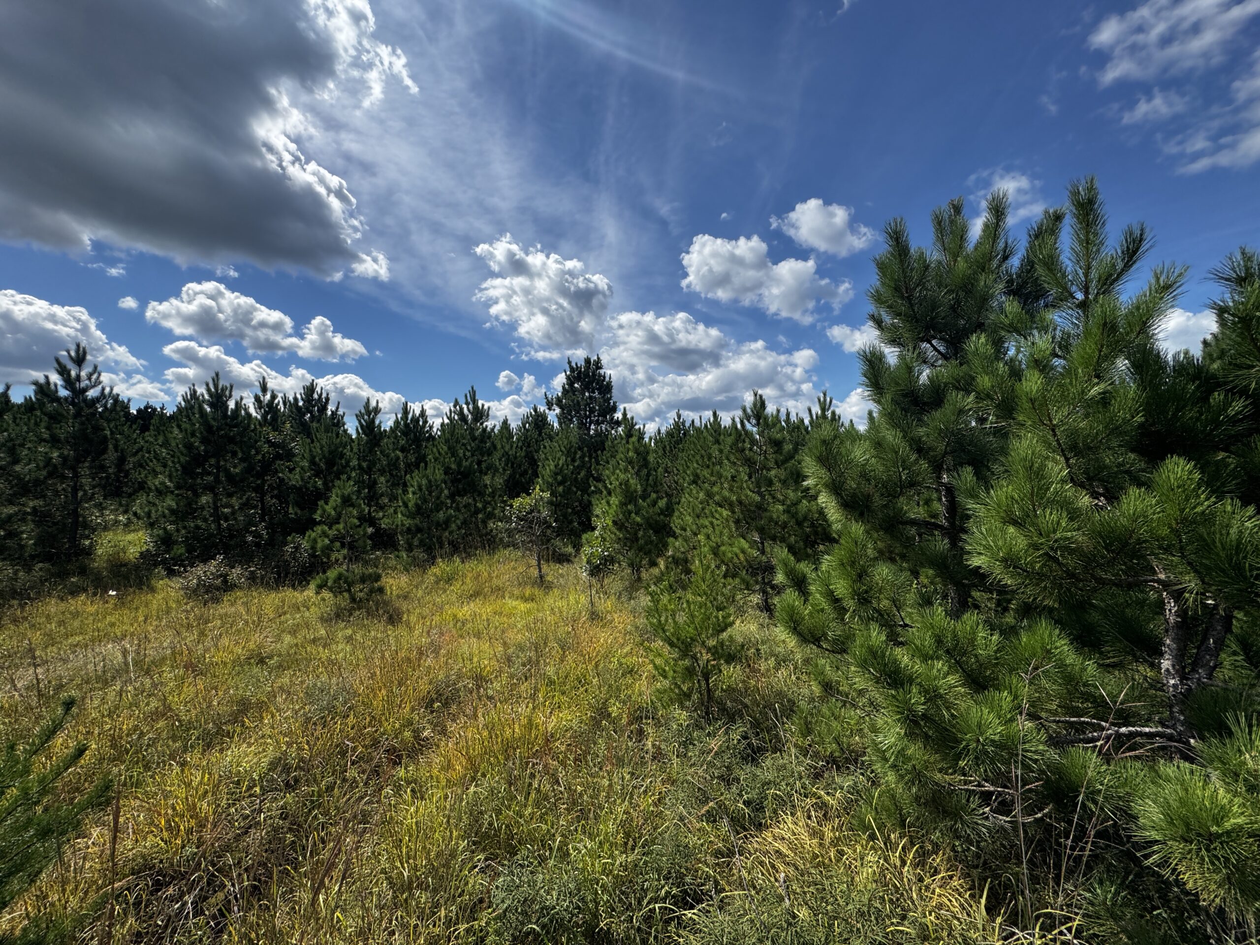 40-acre timber tract in Adams County