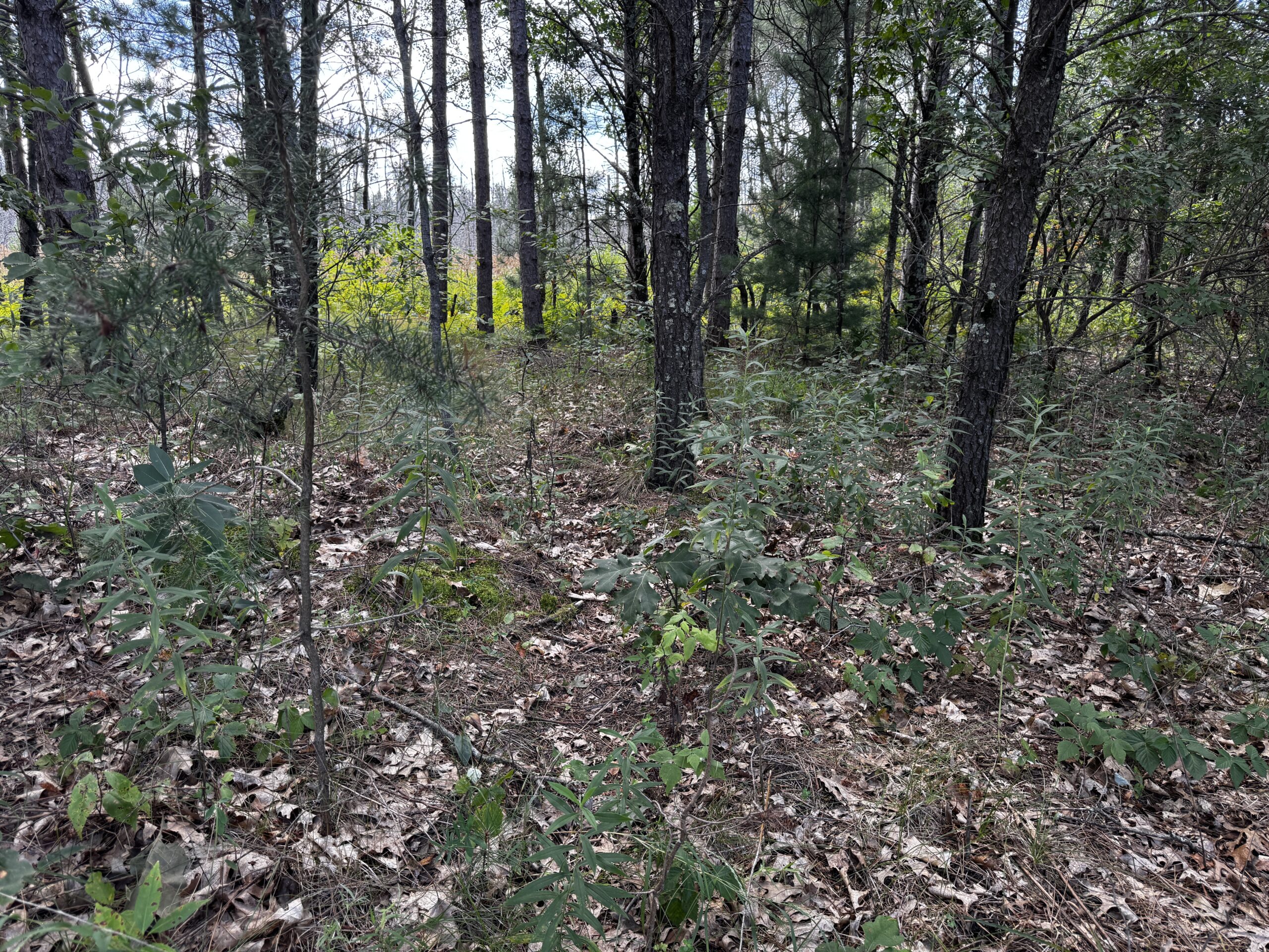 40-acre corner parcel in the Town of Monroe