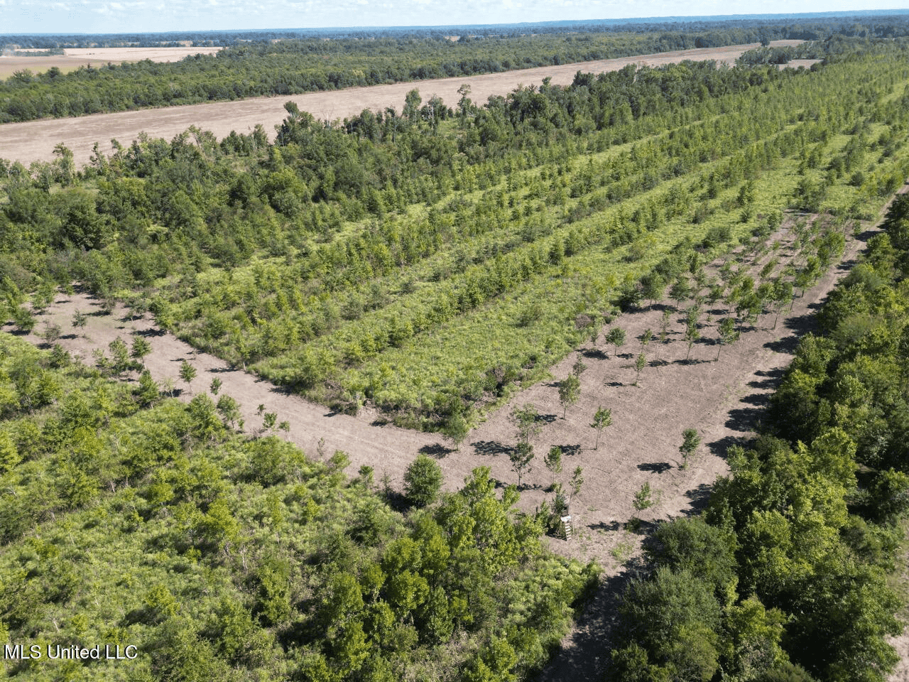 Tensas Parish Land Near Lake St. John – 80 Acres