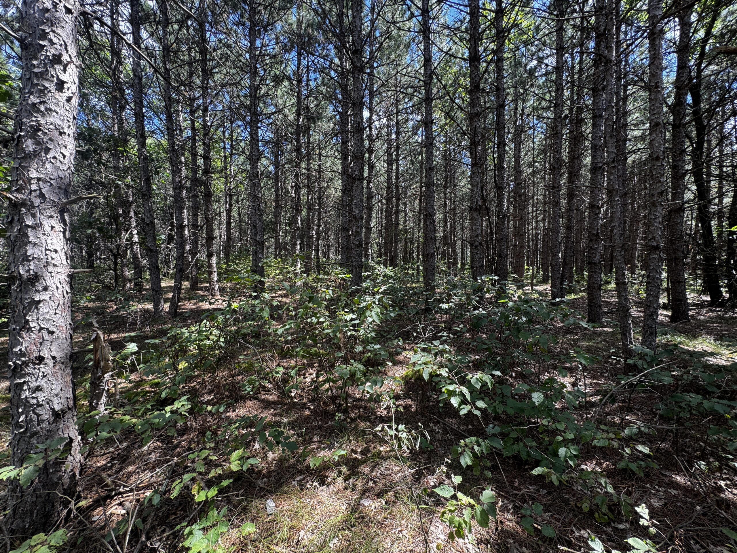 40-acre timbered tract in the Town of Big Flats