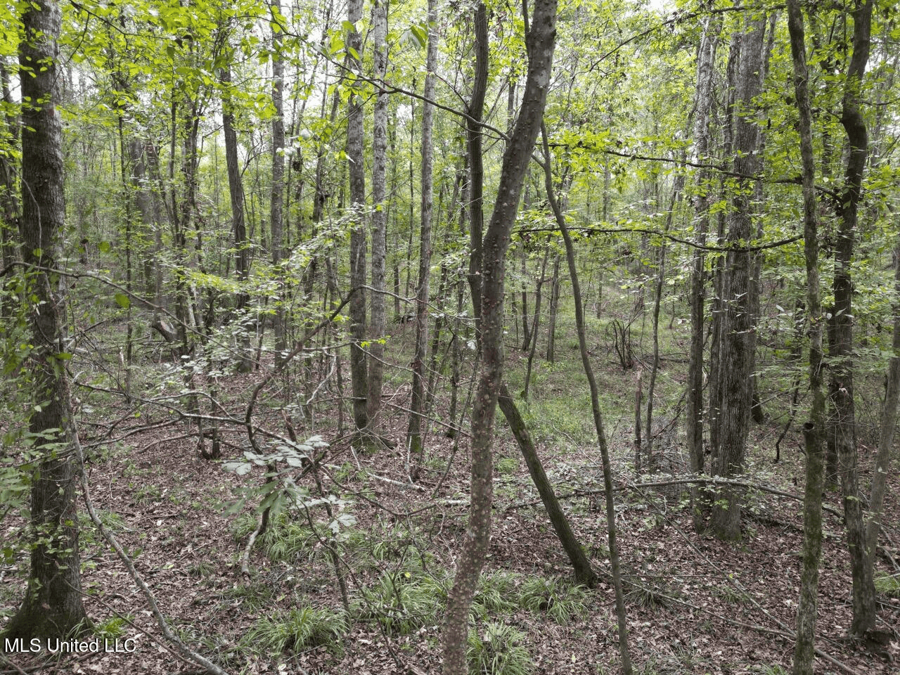 Hunting Land in Claiborne County, MS – The Sawmill 98