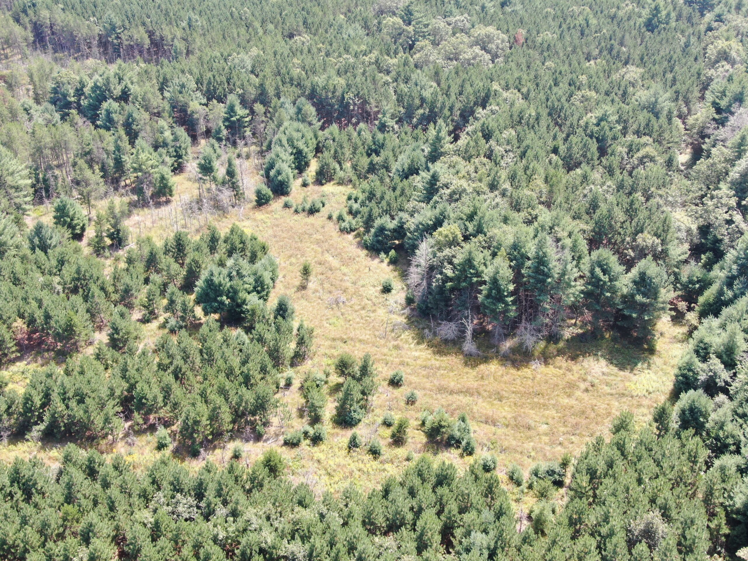 40-acre timber tract in the Town of Monroe, Adams County