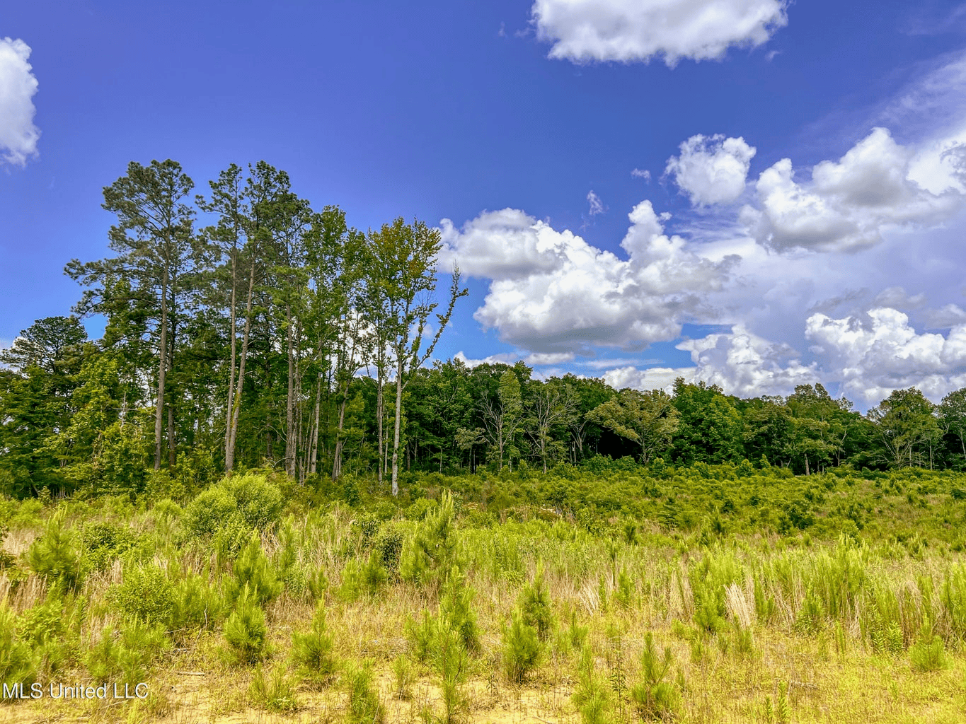 Land for Sale in Amite County, MS