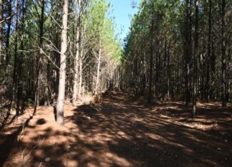 79.49 Acres Hunting and Timberland For Sale in Linden, TN