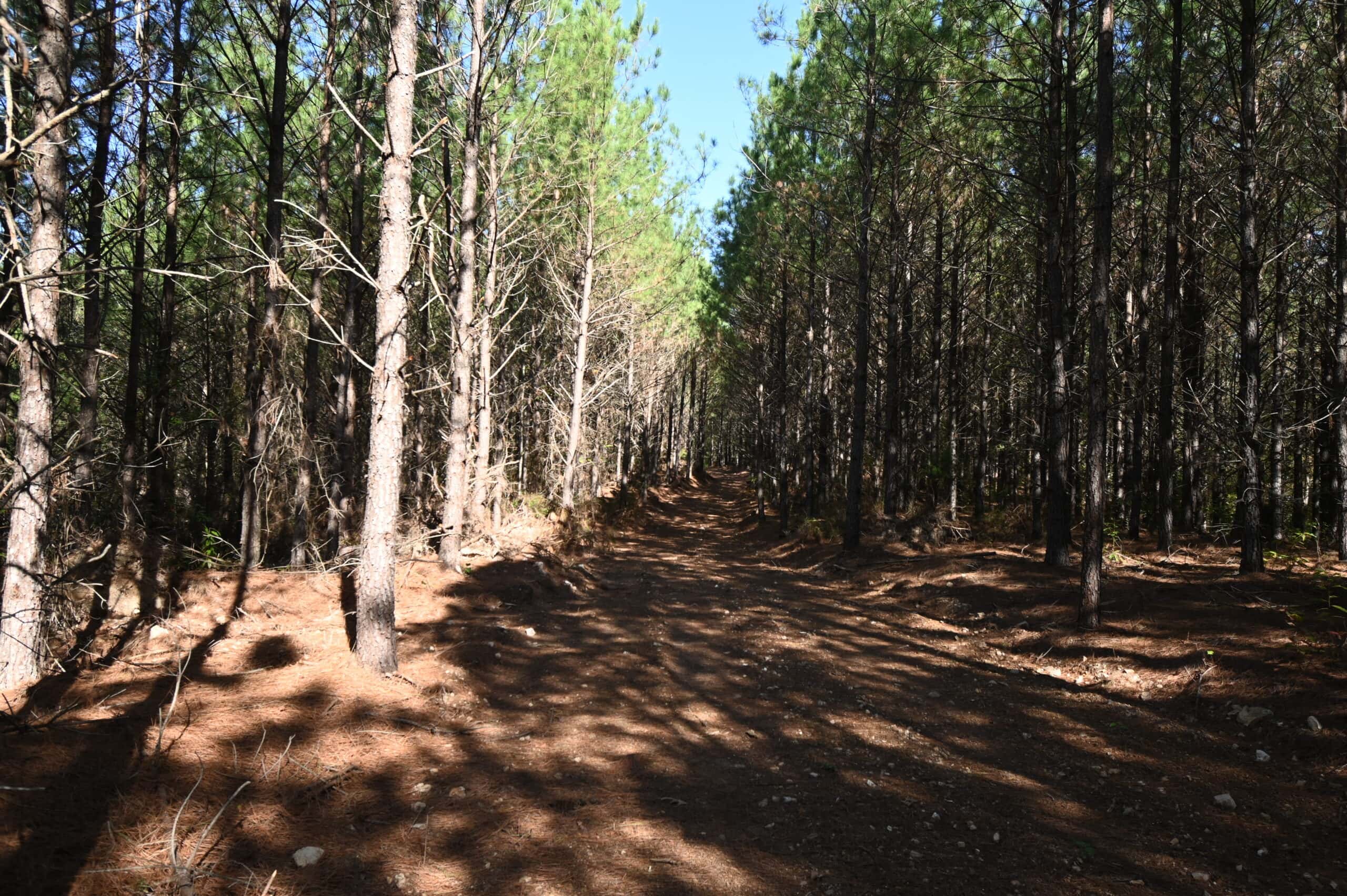 79.49 Acres Hunting and Timberland For Sale in Linden, TN