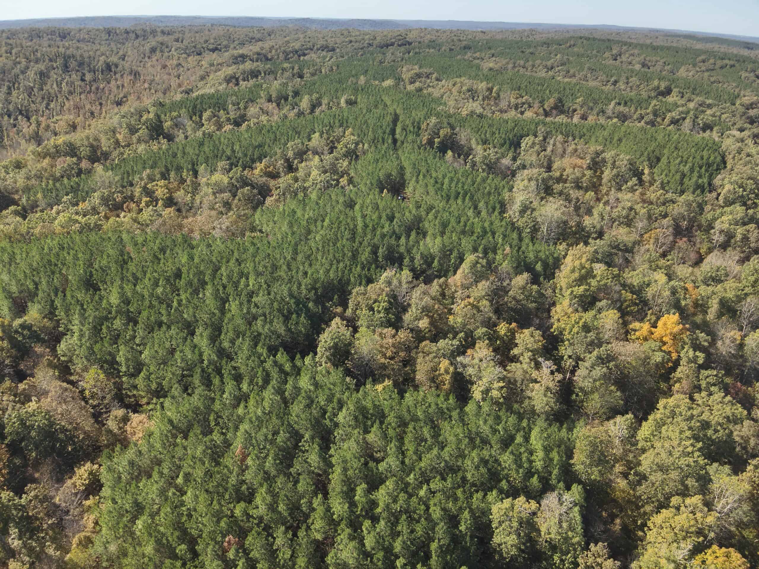 79.49 Acres Hunting and Timberland For Sale in Linden, TN