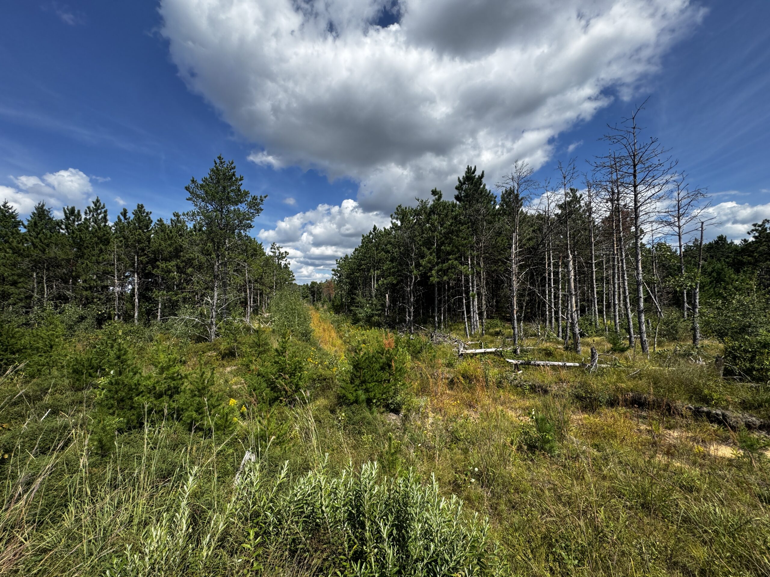 40-acre timber tract in Adams County