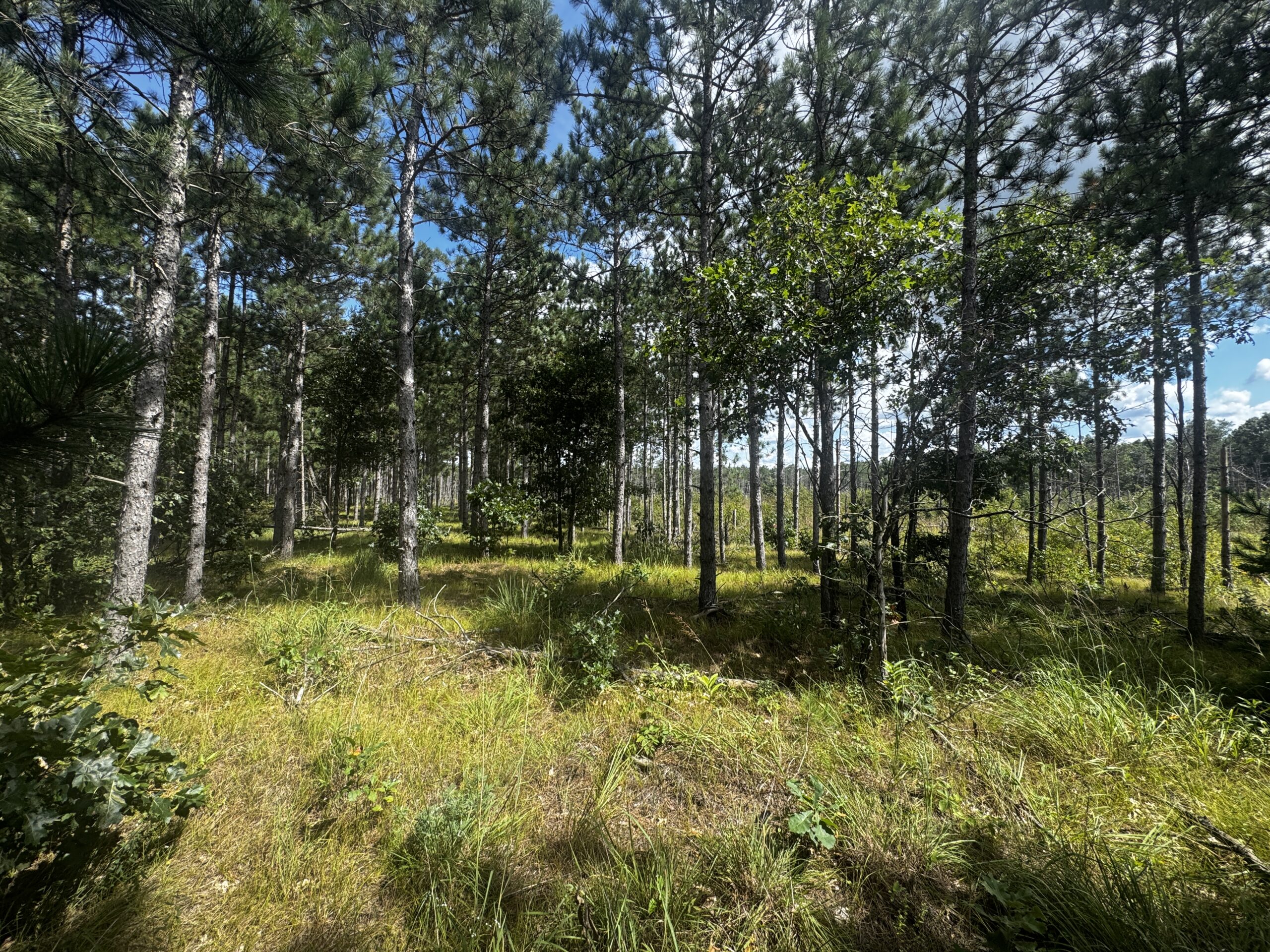 80-acre timber tract in Adams County