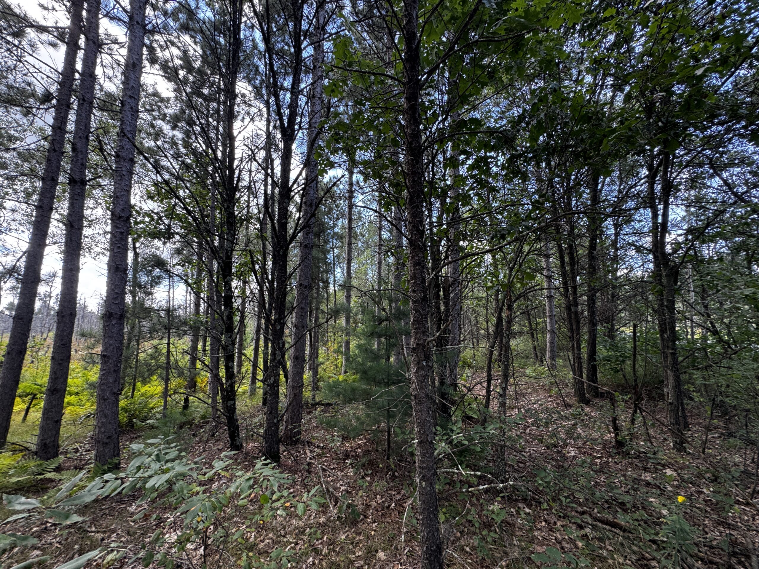 40-acre corner parcel in the Town of Monroe