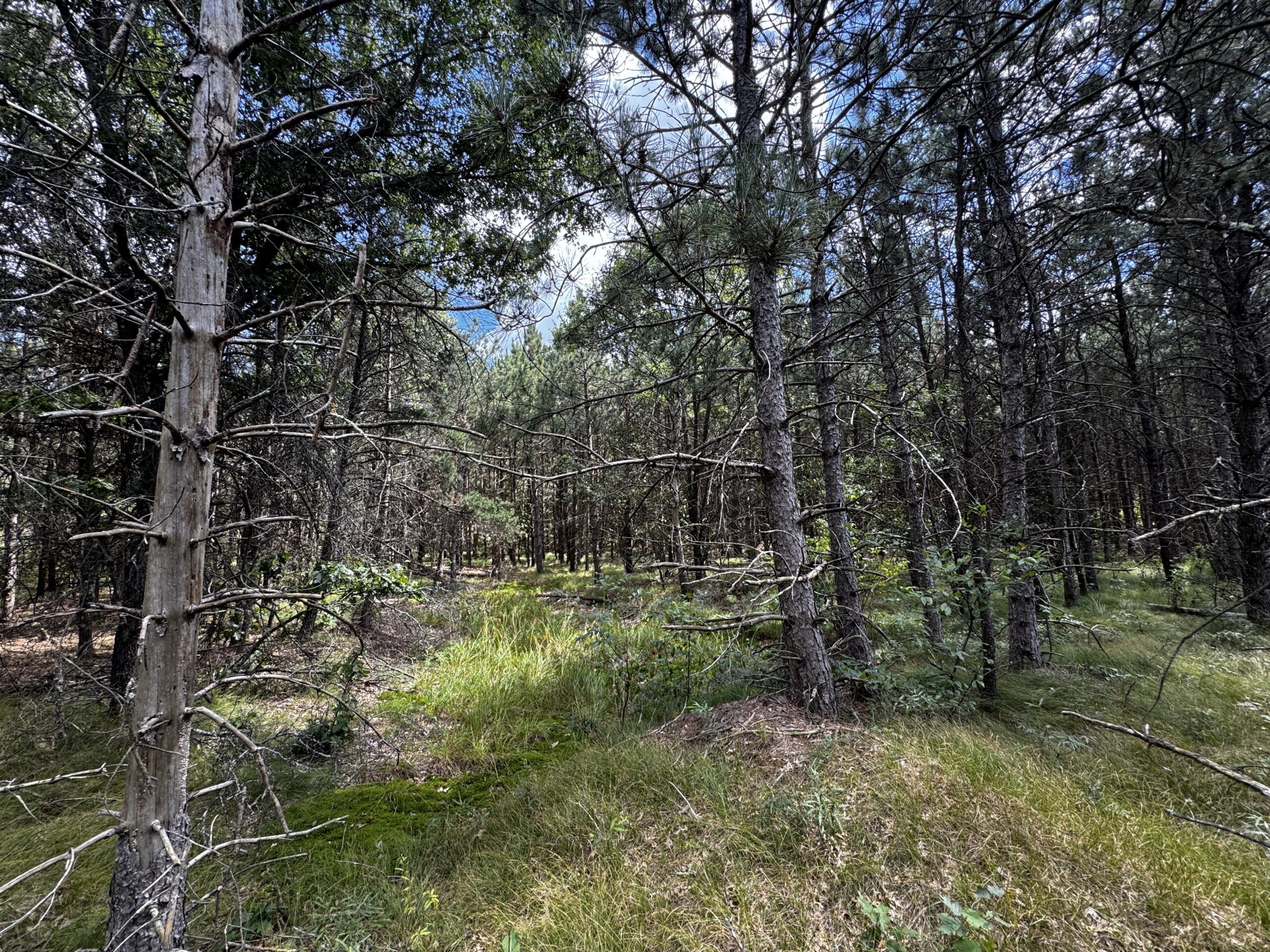 40-acre timbered tract in the Town of Big Flats