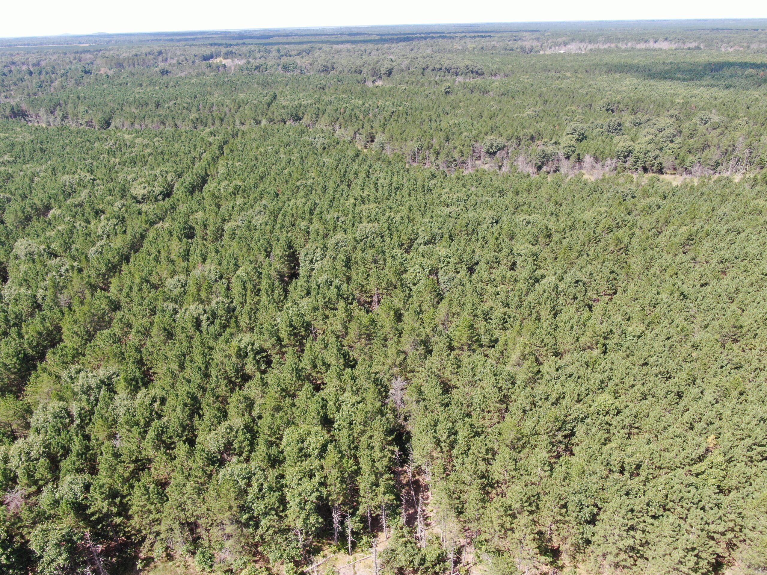 80-acre timber tract in the Town of Big Flats